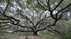 Live oak tree in St Cloud, FL
